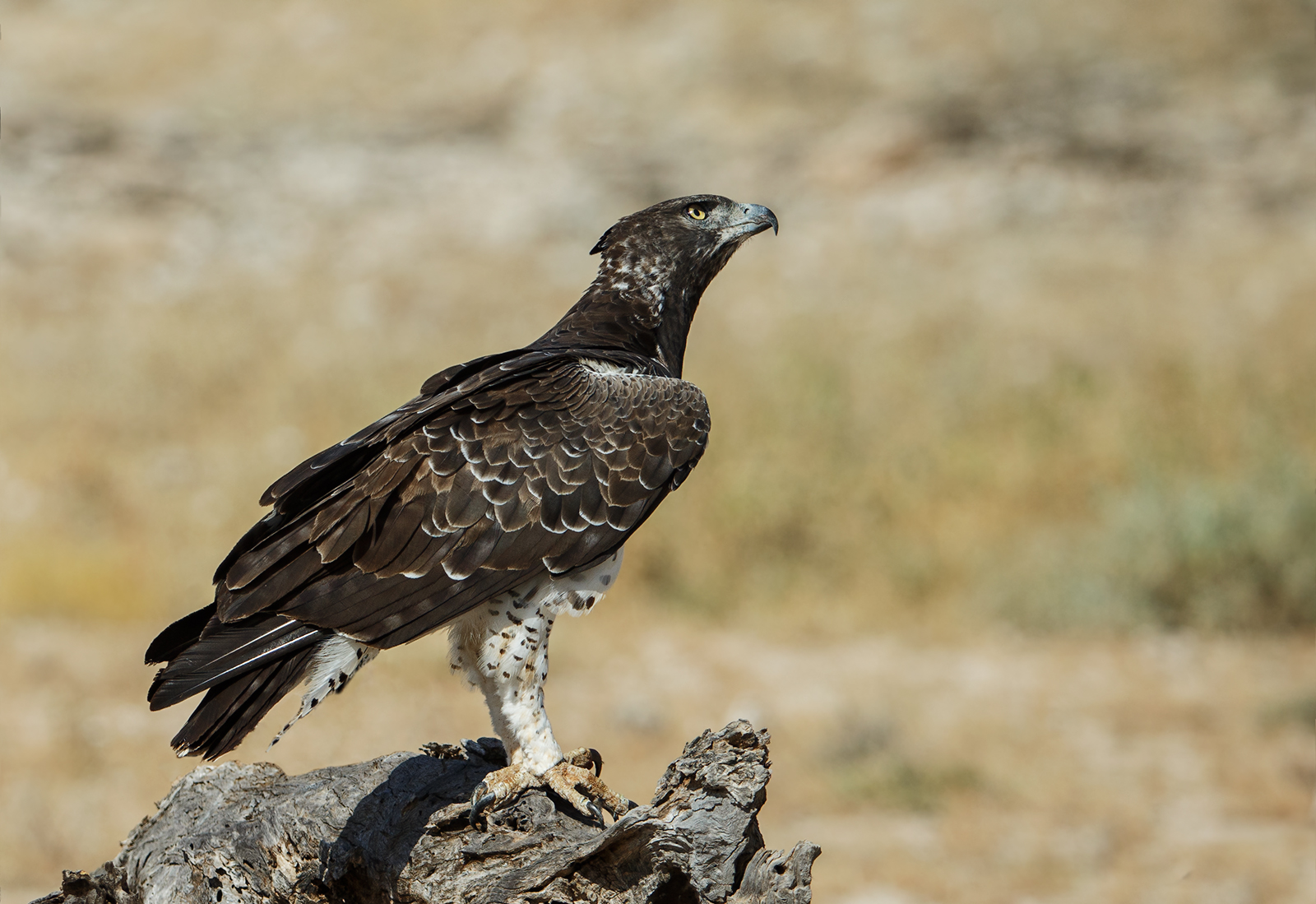 Martial  Eagle