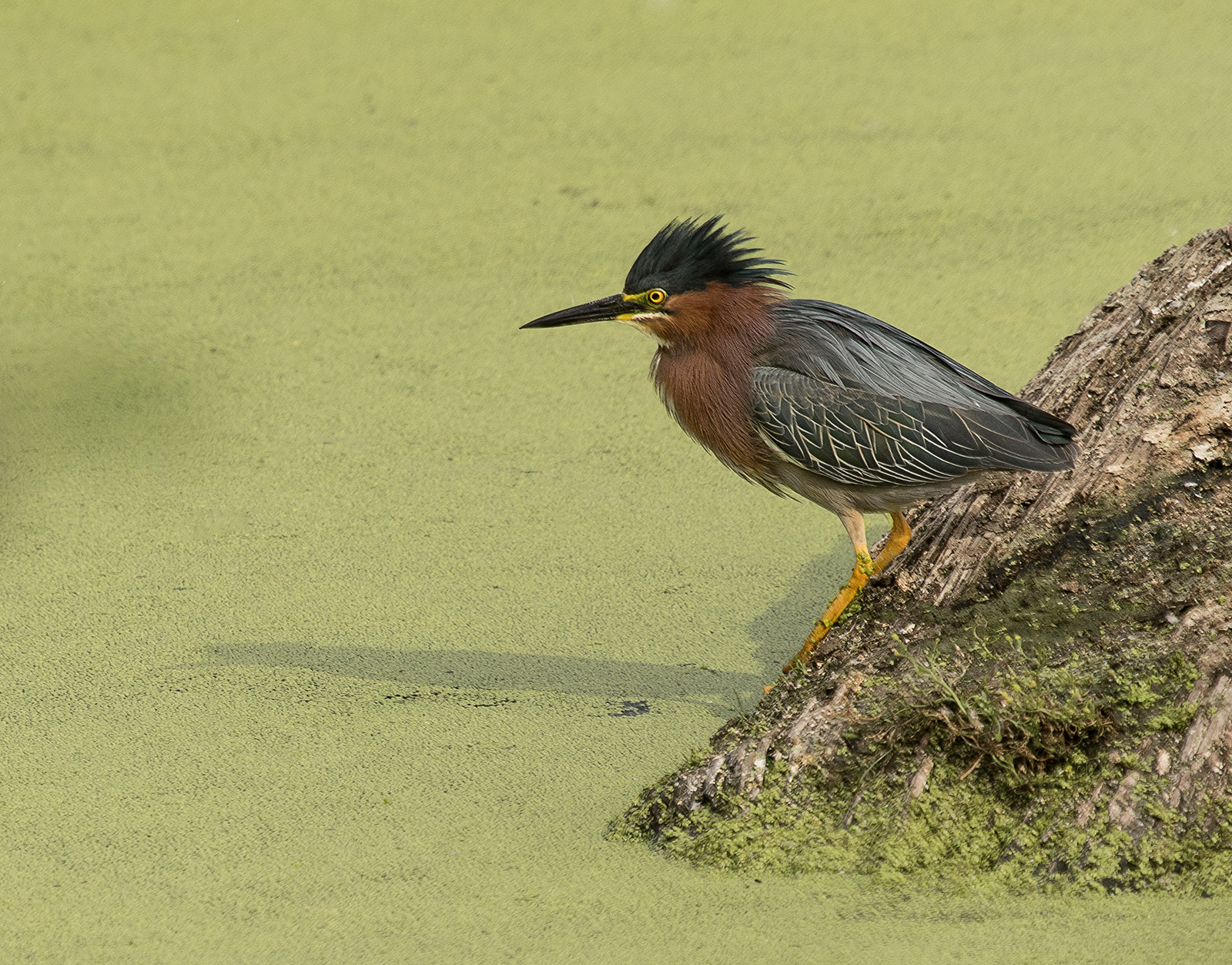Green Heron plus repost