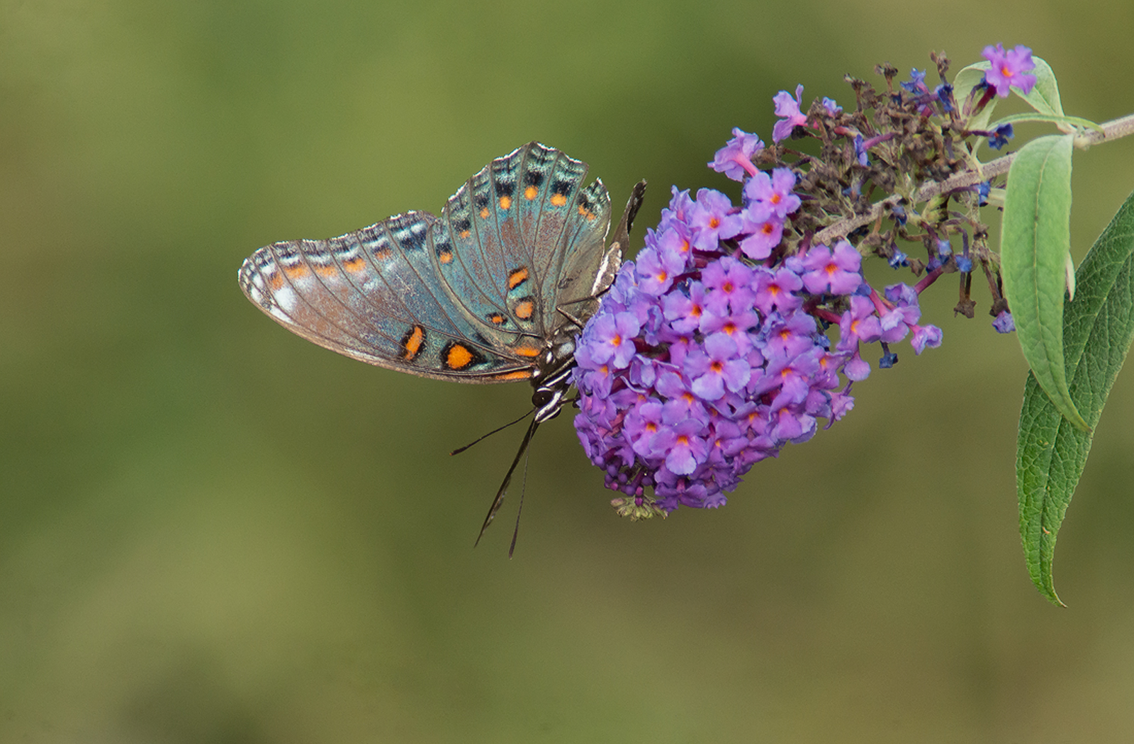 Red-Spotted Purple