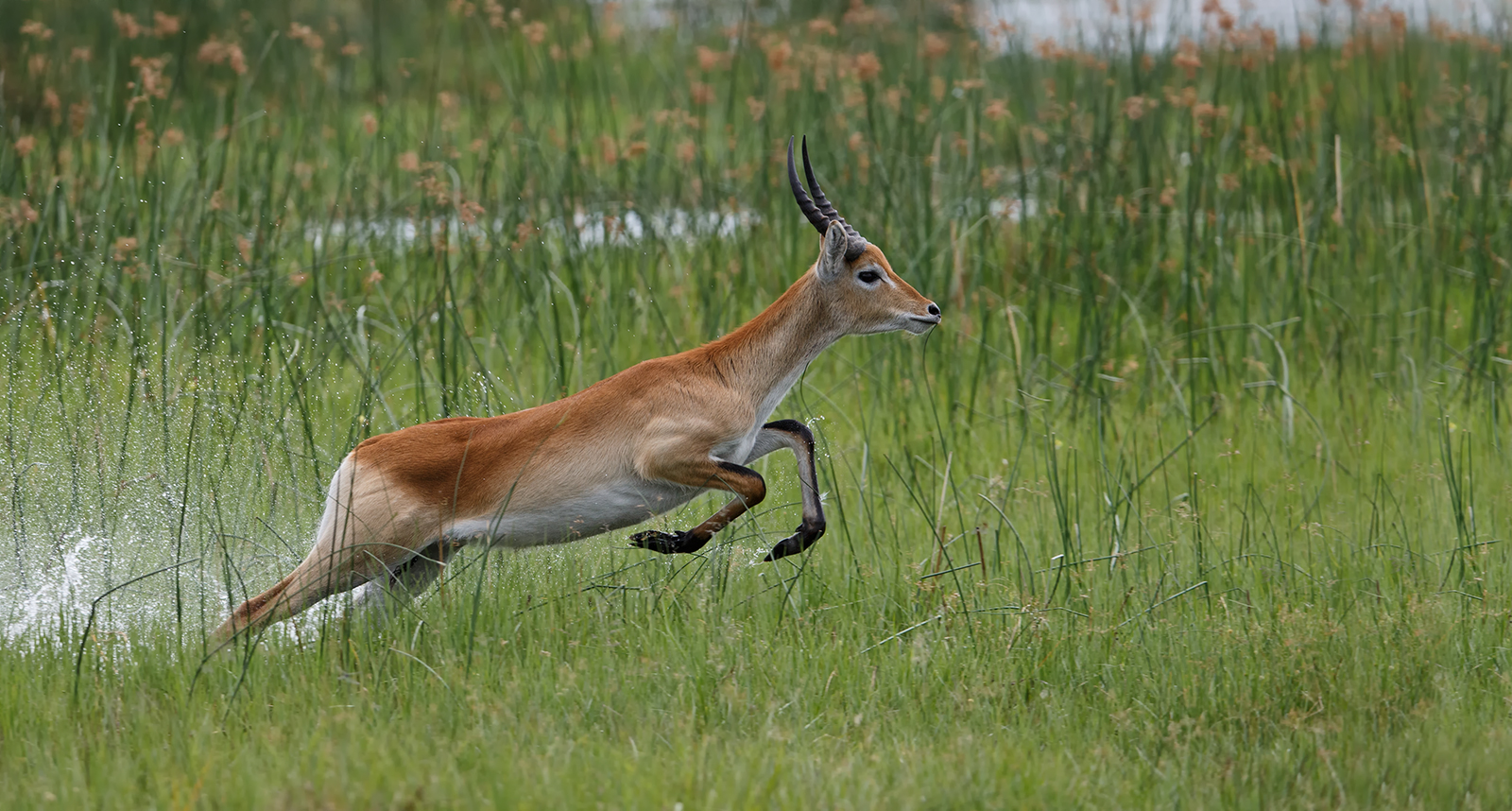 Red Lechwe