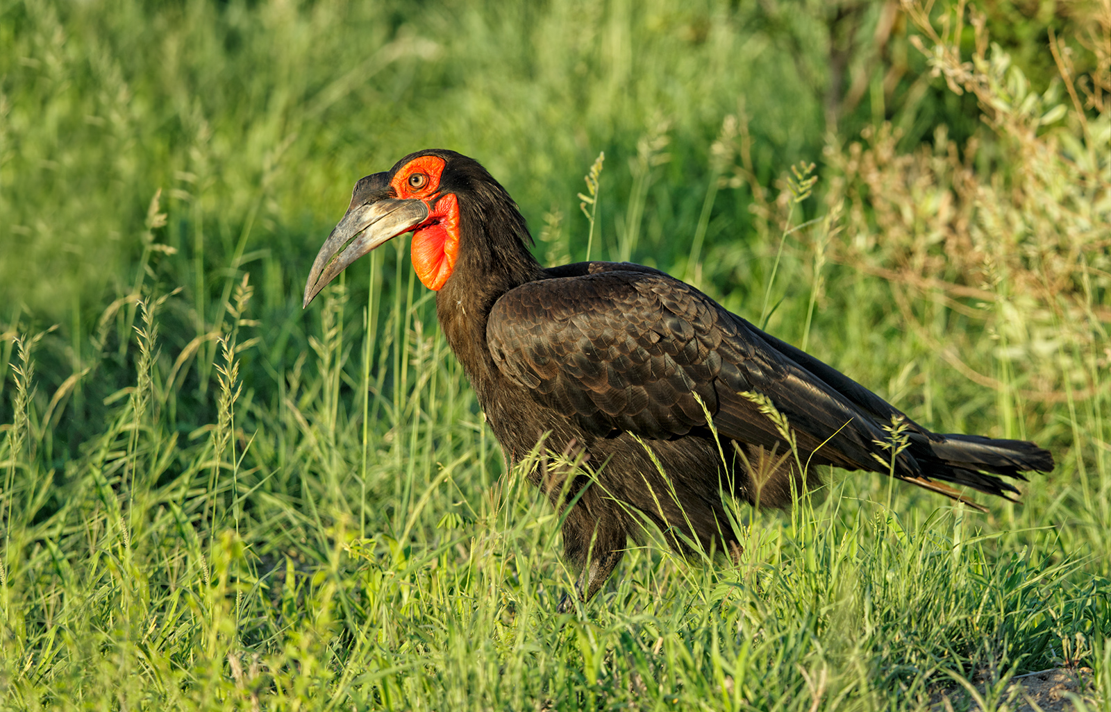 Southern Ground Hornbill