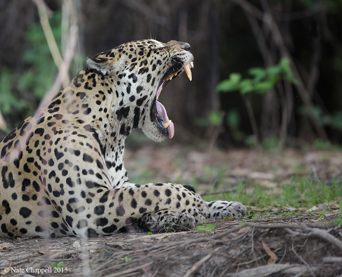 Jaguar Yawning