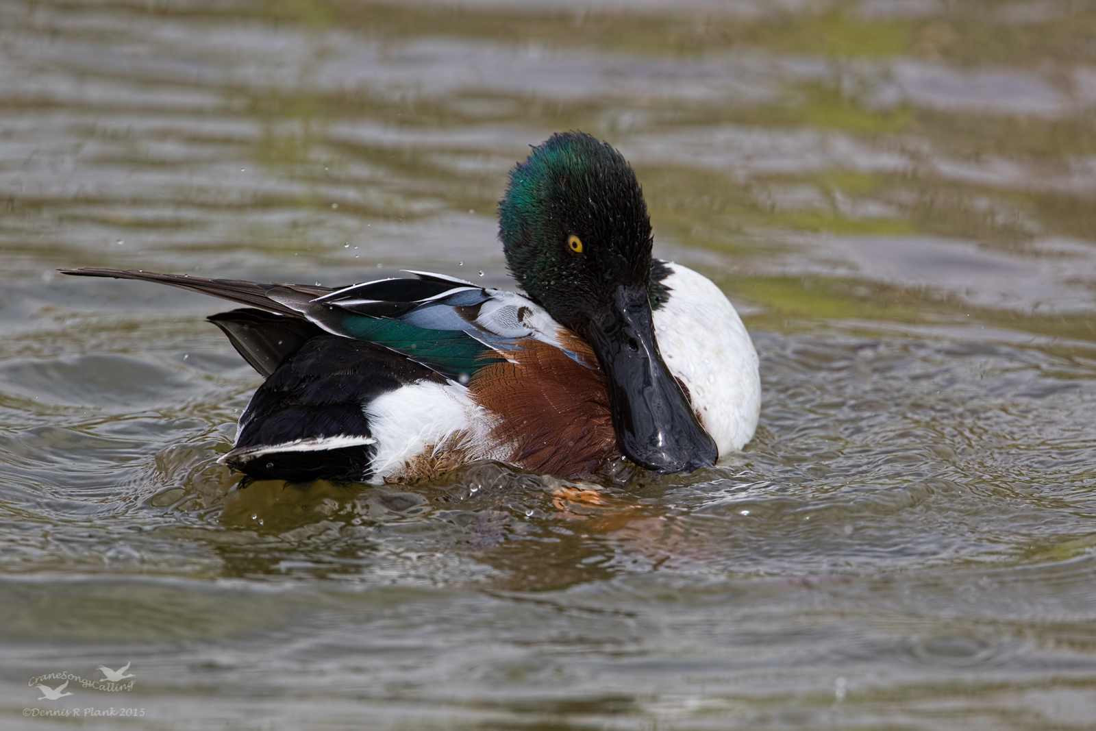 Northern Shoveler