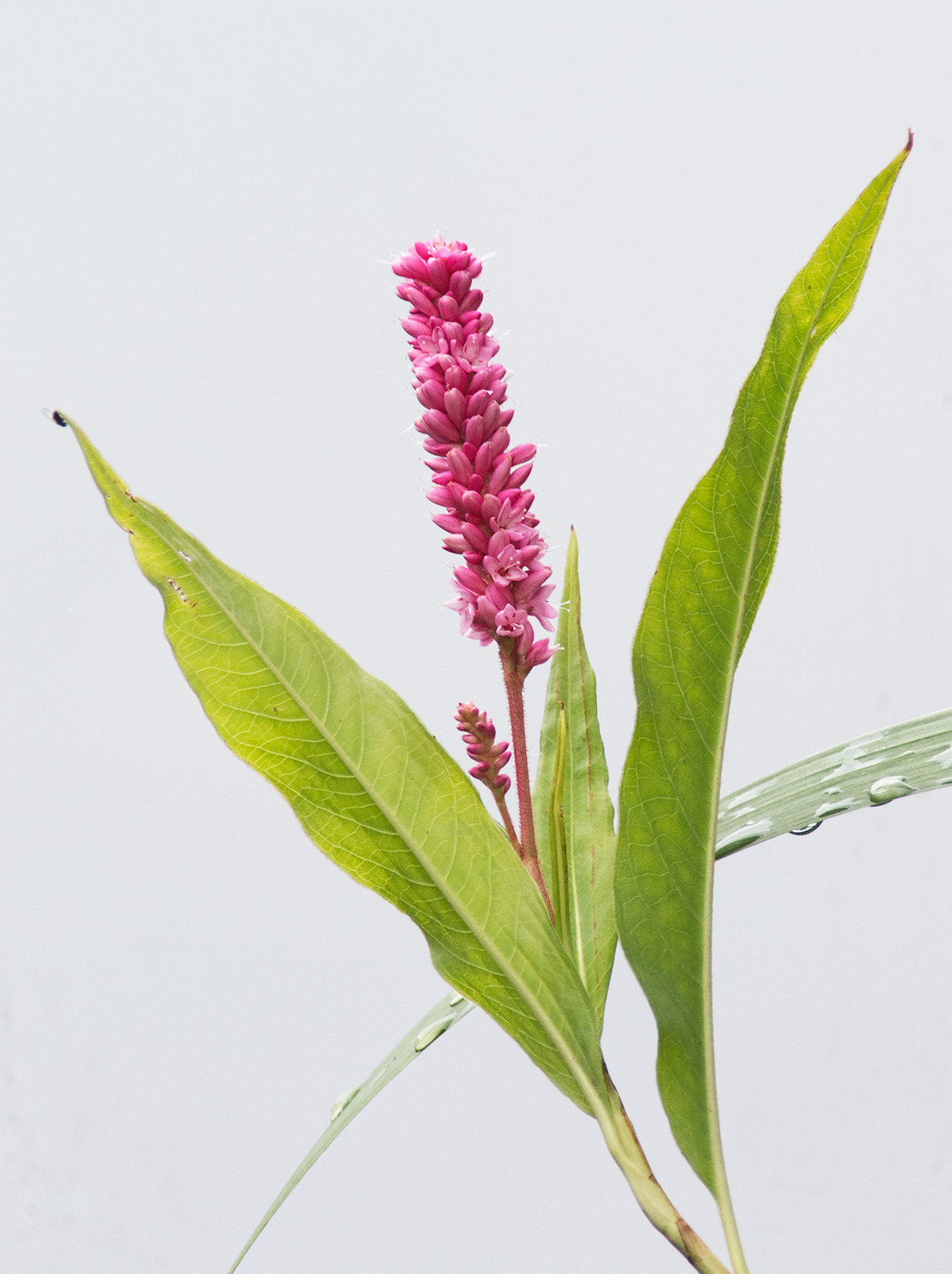 Scarlet Smartweed