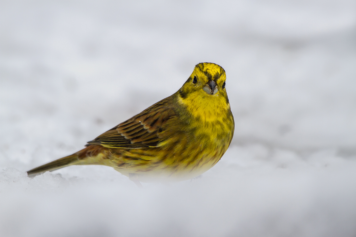 Yellowhammer
