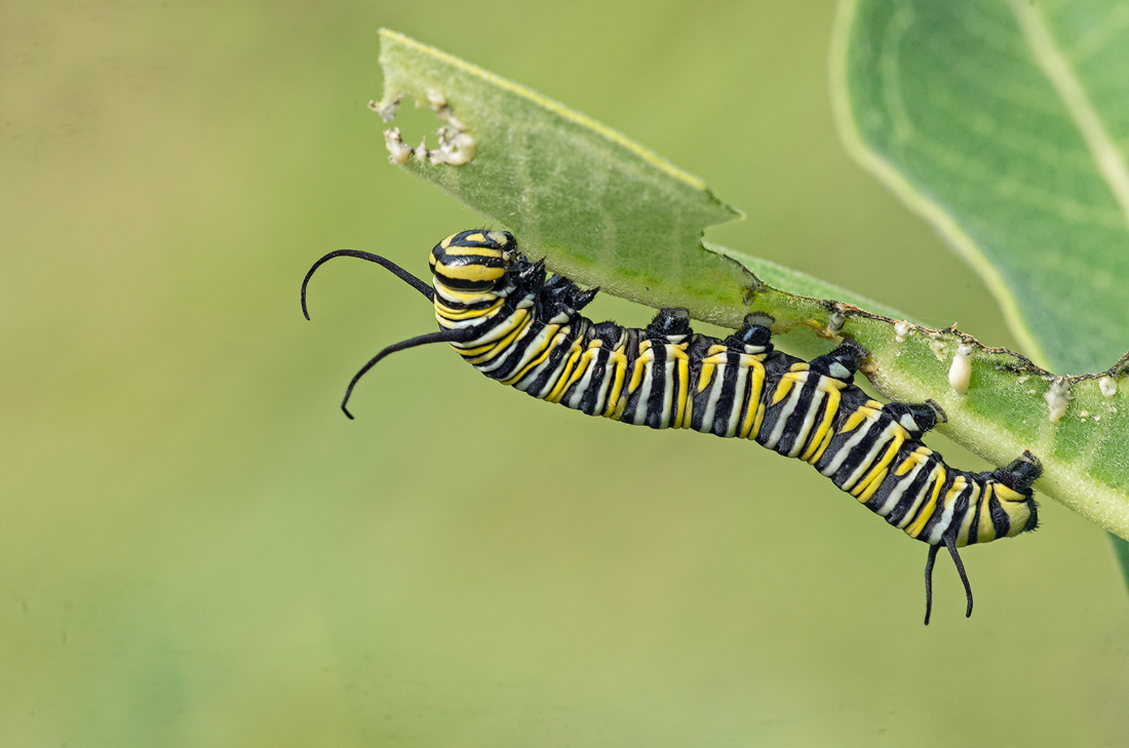Monarch