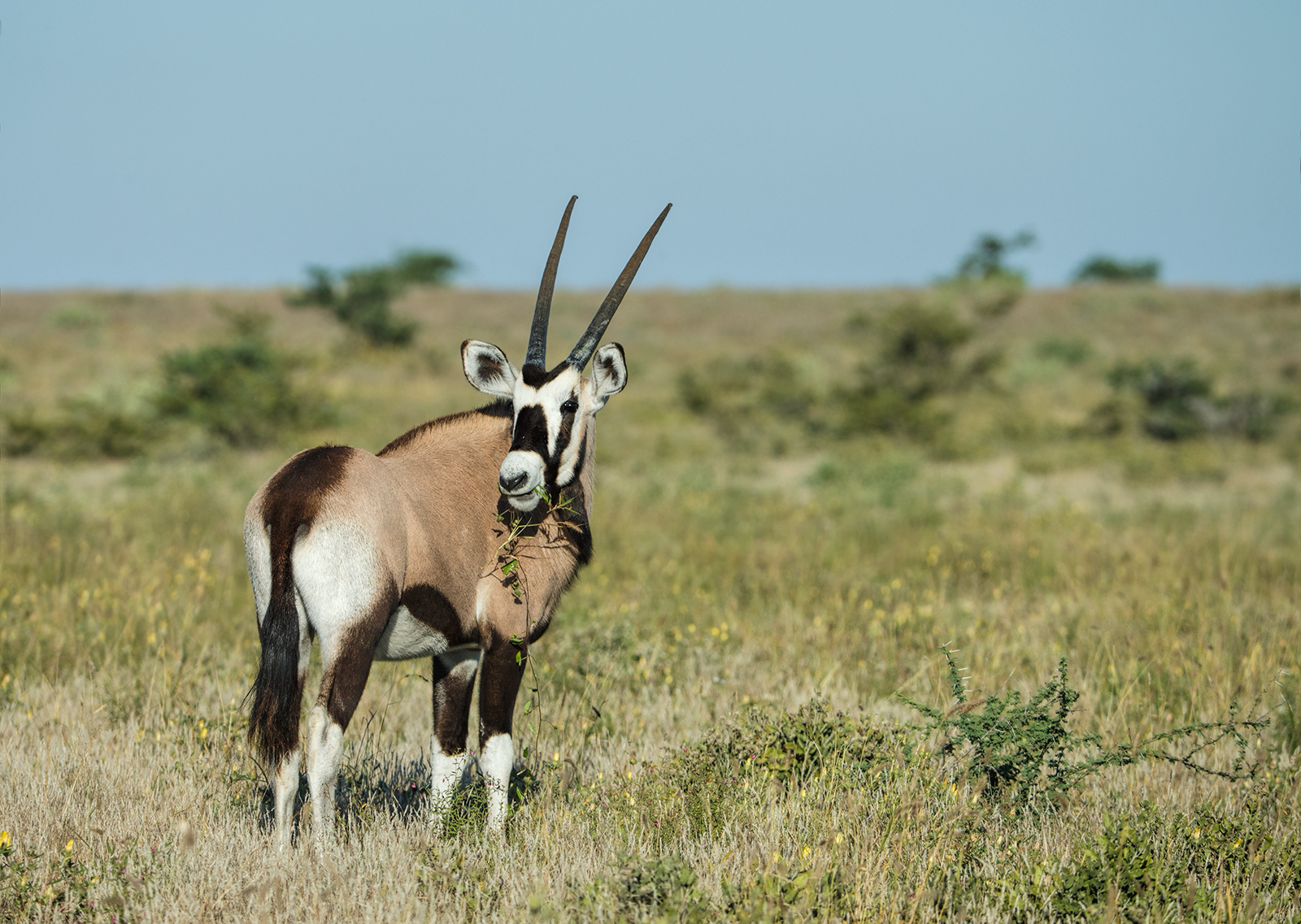 Oryx Country
