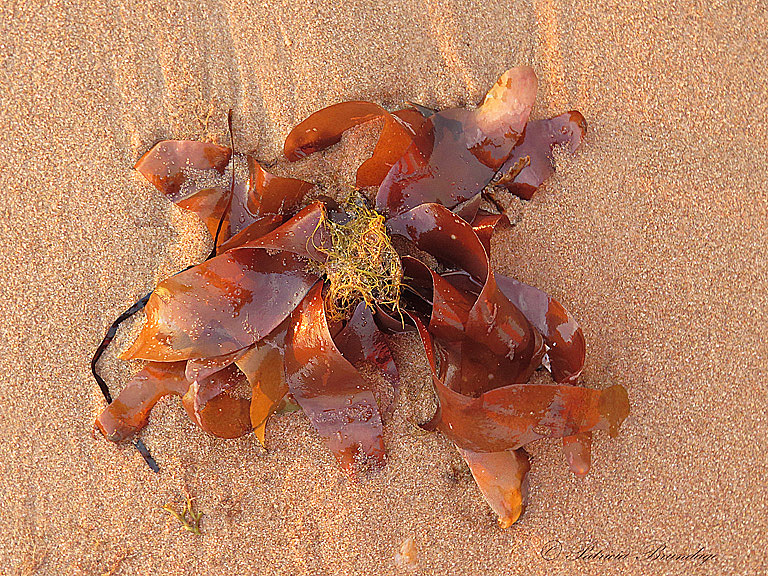 Natural Abstract