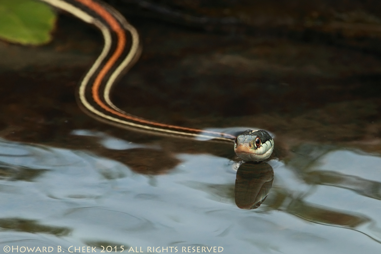 Swimmin' Ribbon