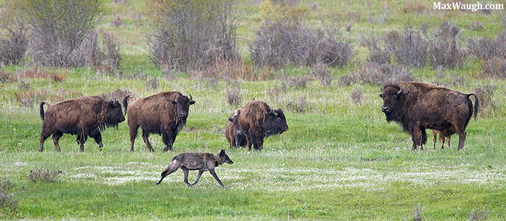 Wolf and Bison