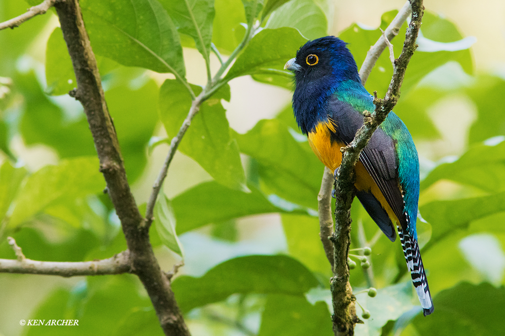 Violaceous Trogon