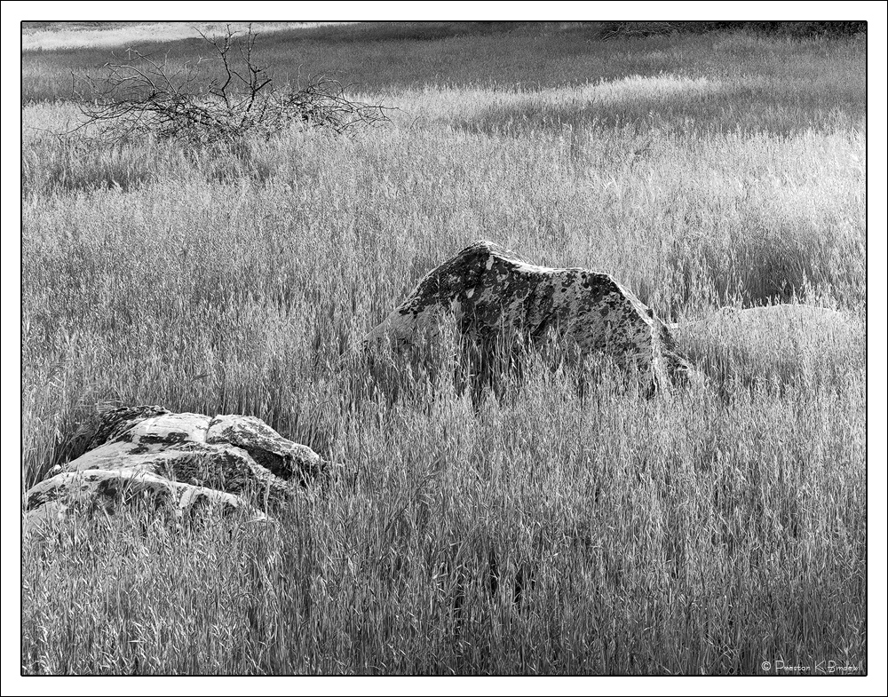 Rocks and Wild Oats