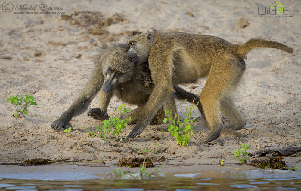 Baboon Battle