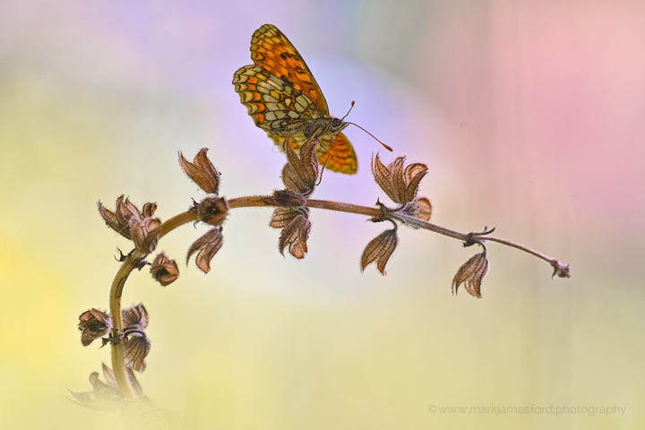 One Fleeting Moment