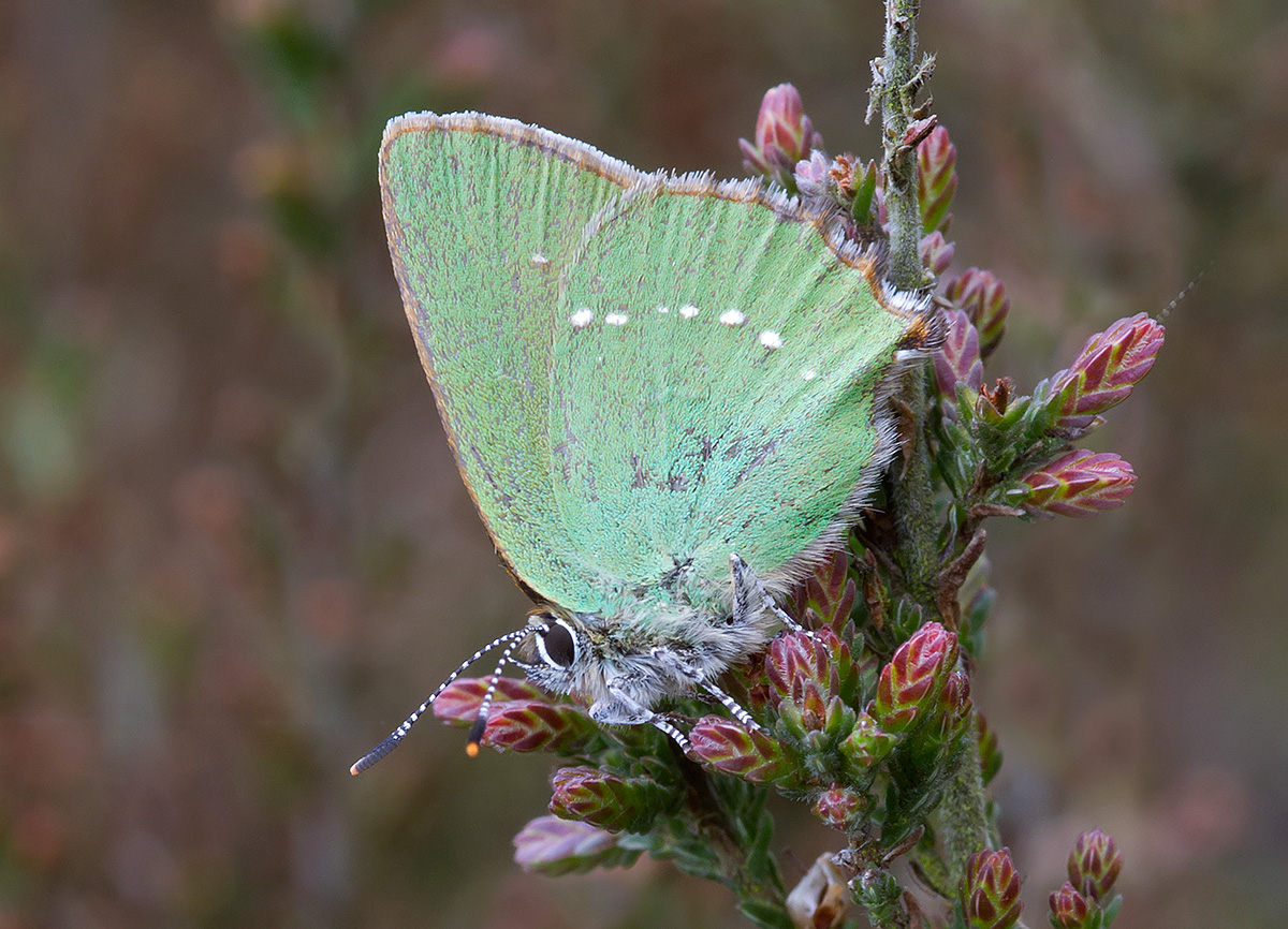 Green Hairstreak