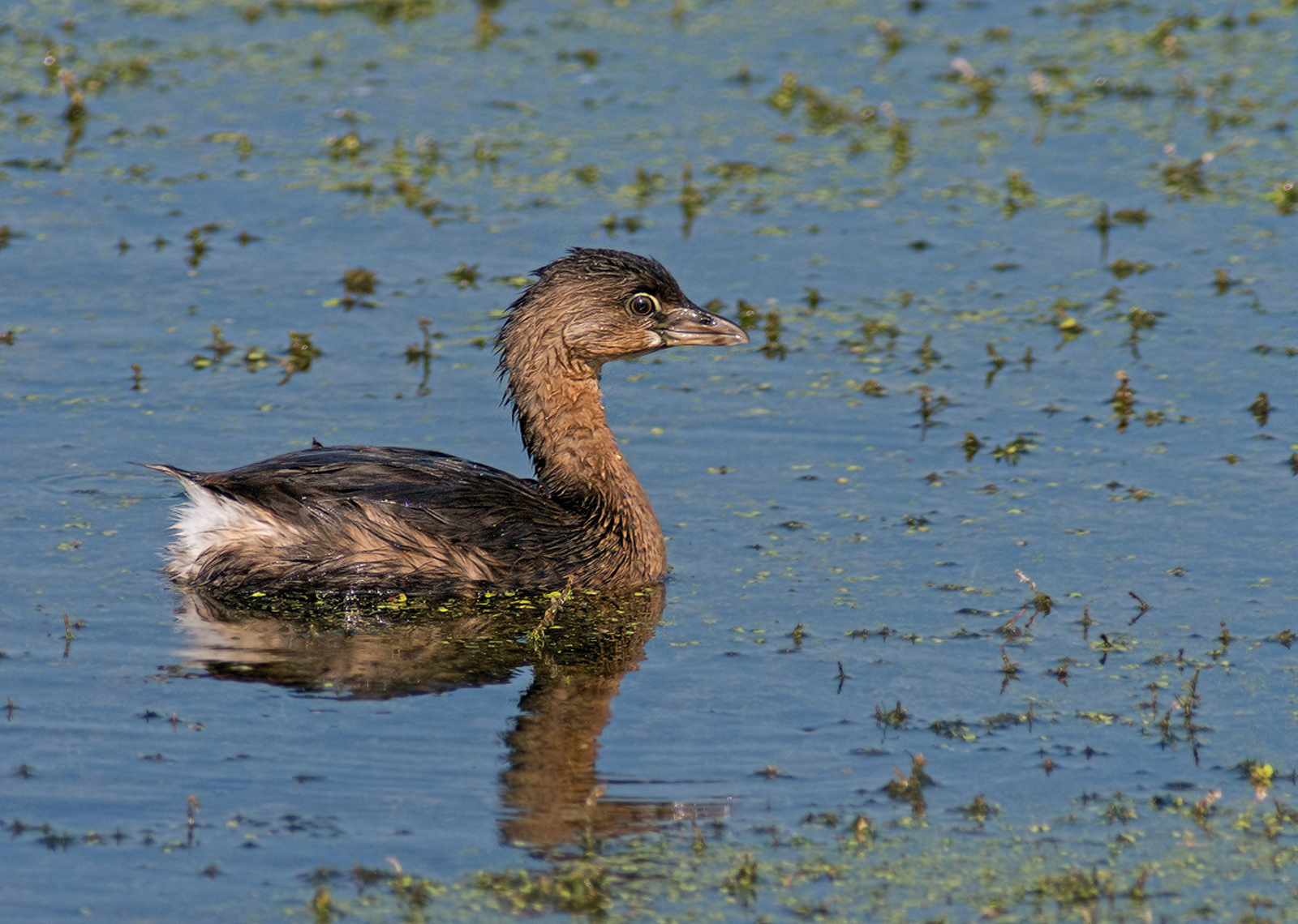 Pied-Billed Grebe