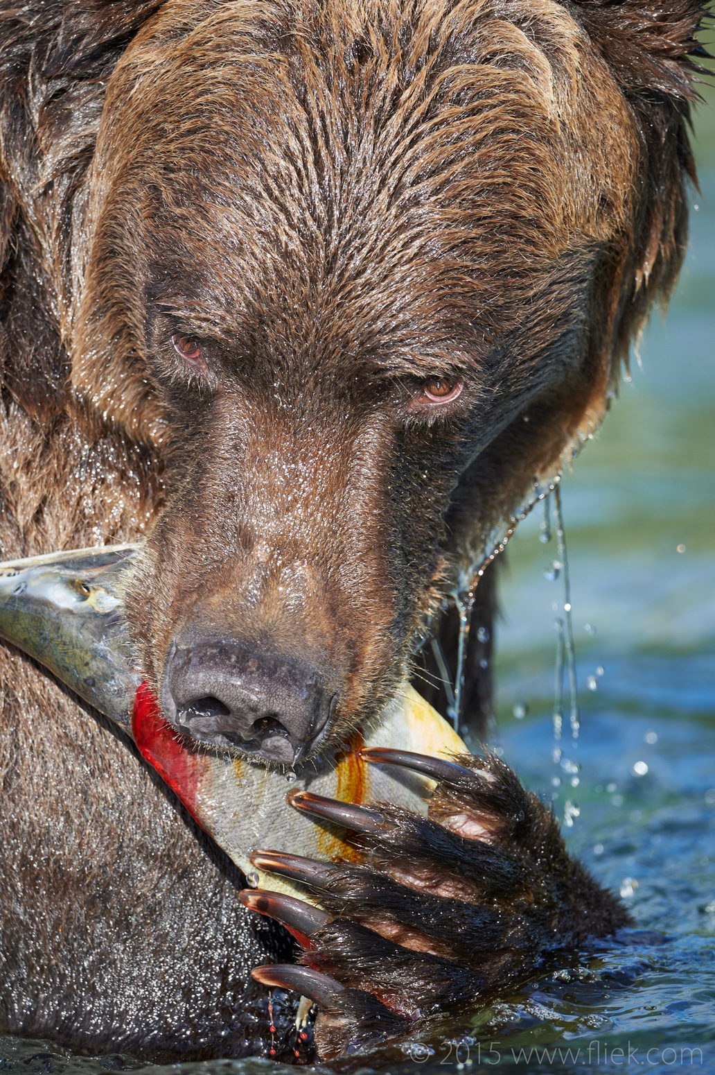 Salmon Drama