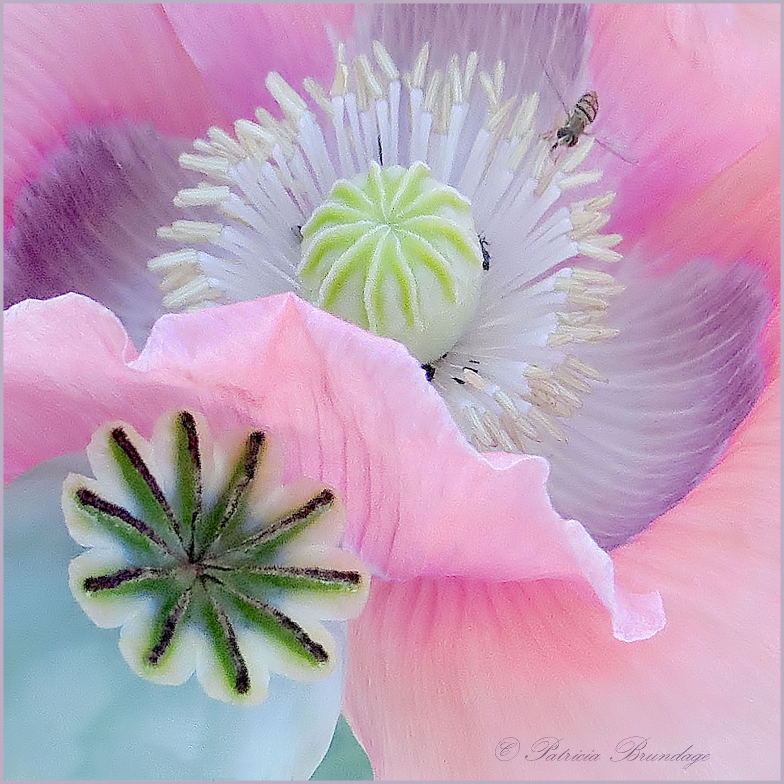 Poppy w/seed pod
