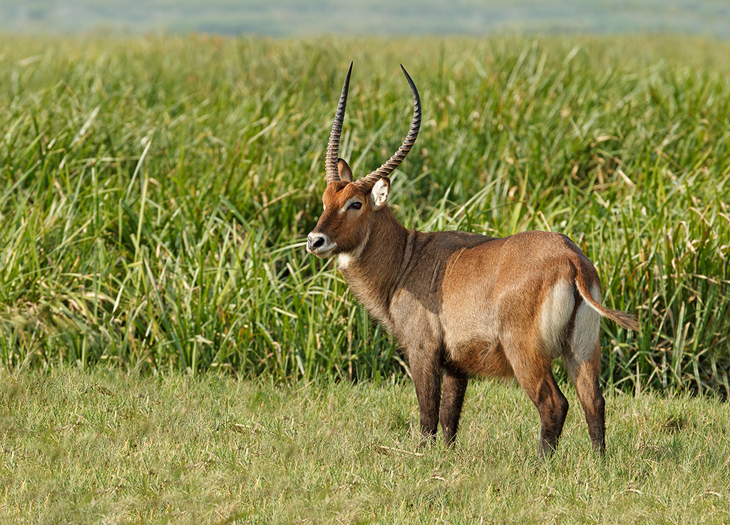 Waterbuck