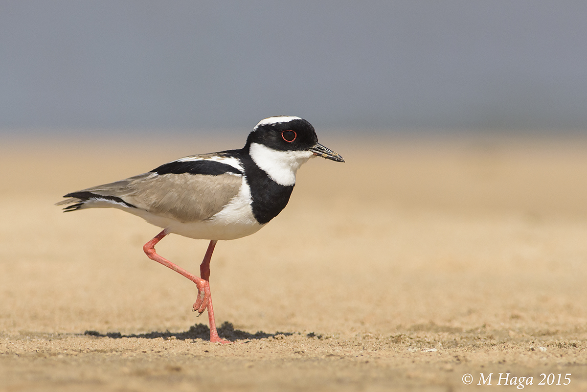 Pied Lapwing
