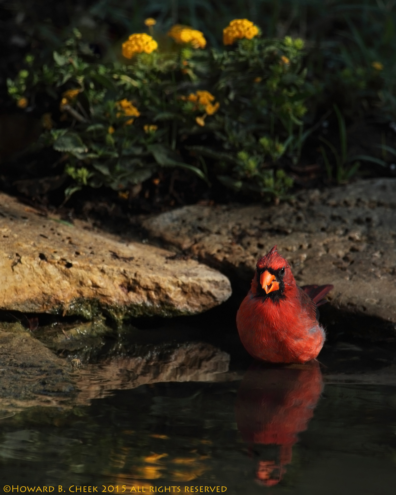 Waterhole Magnet