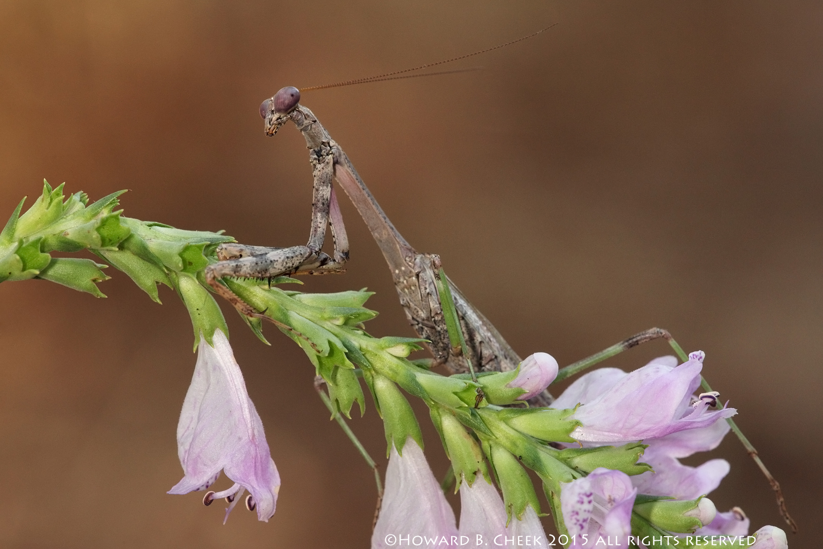 Mr. Carolina Mantid