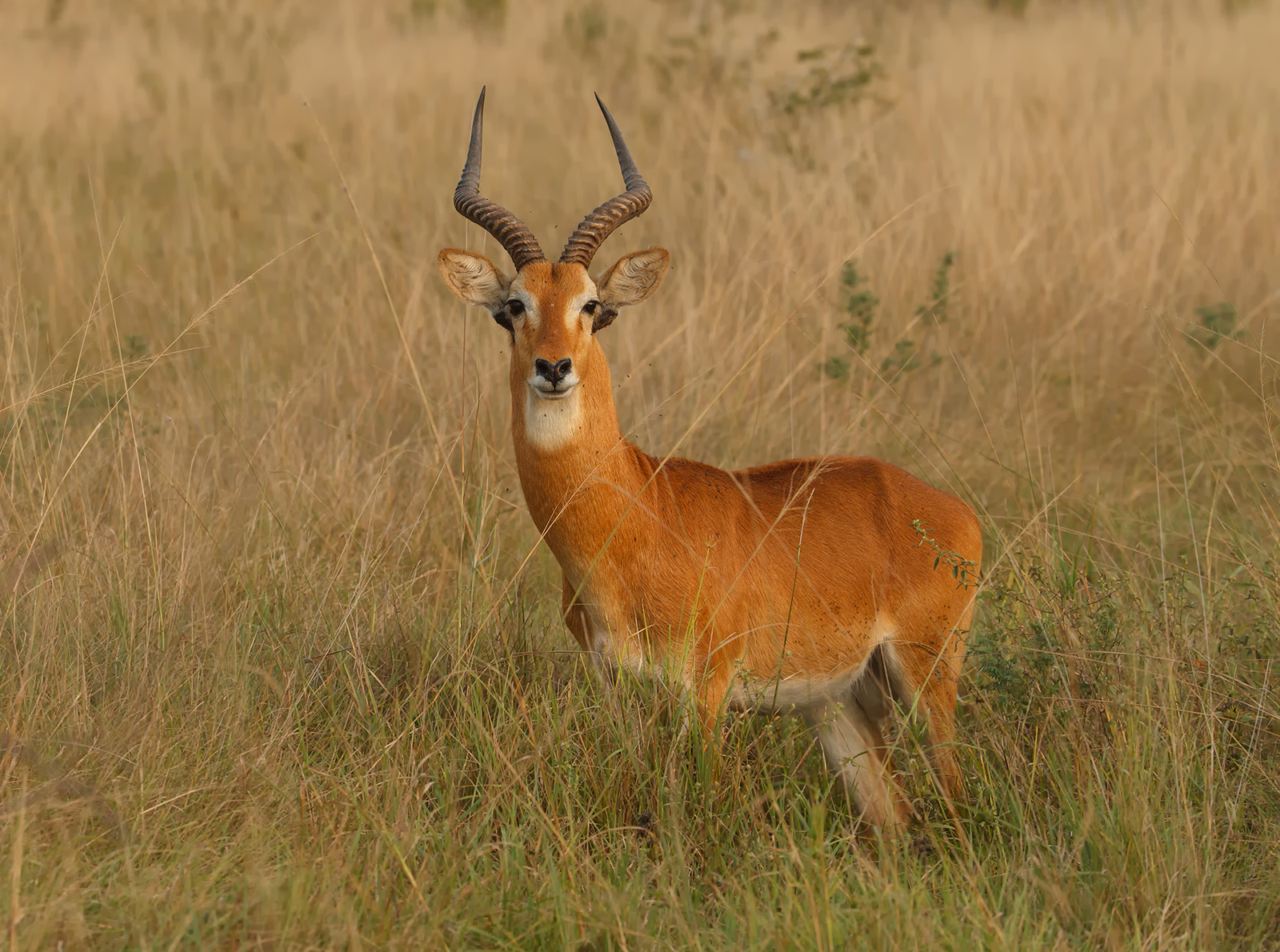 Uganda Kob (Honest)