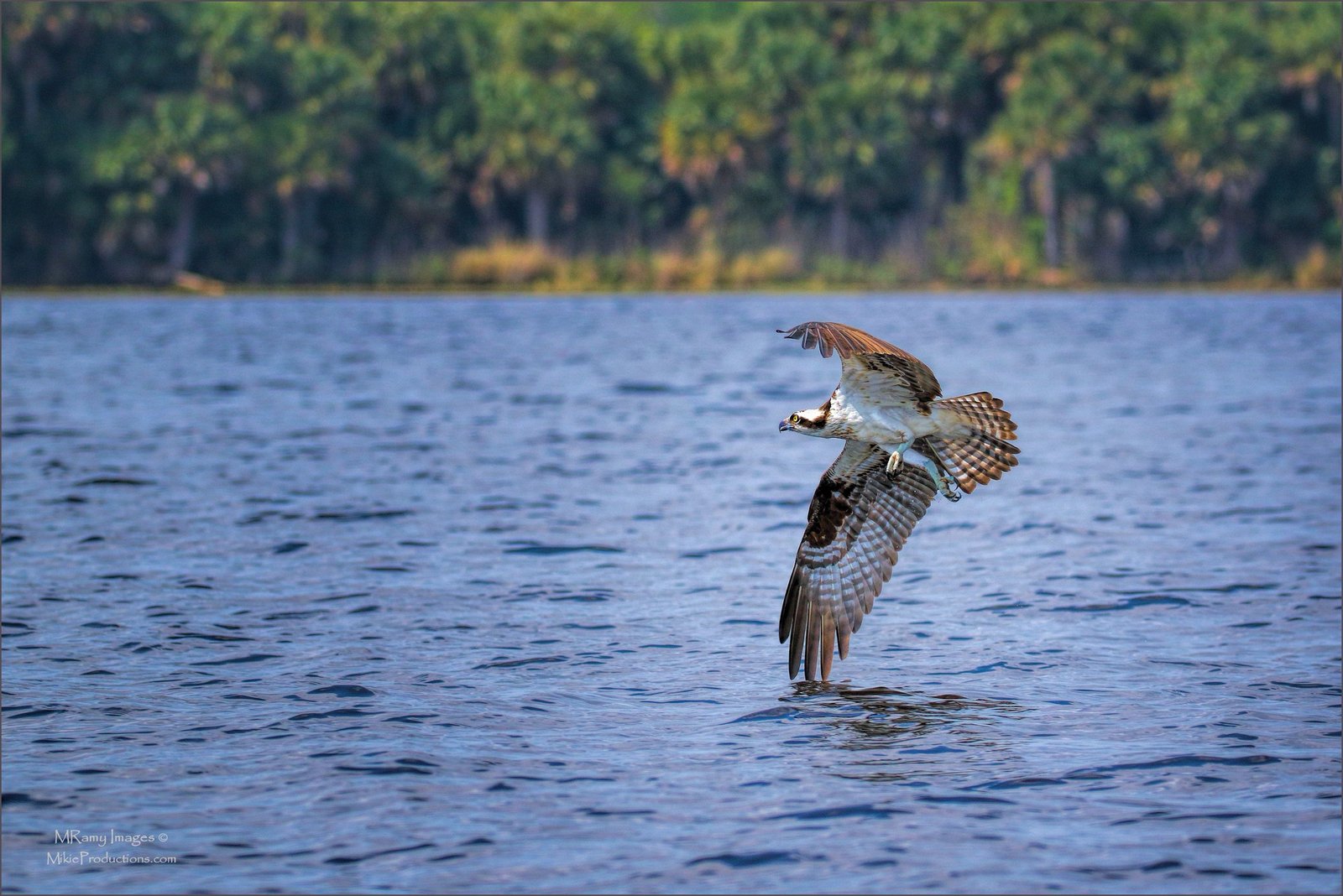 Osprey Antics