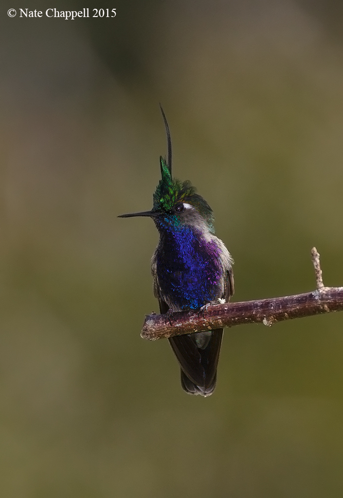 Green-crownedPlovercrest