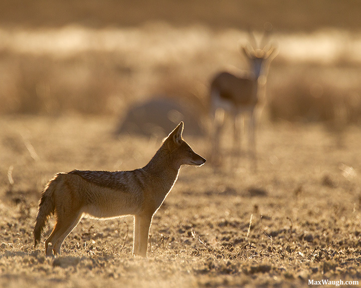 Jackal and Springbok
