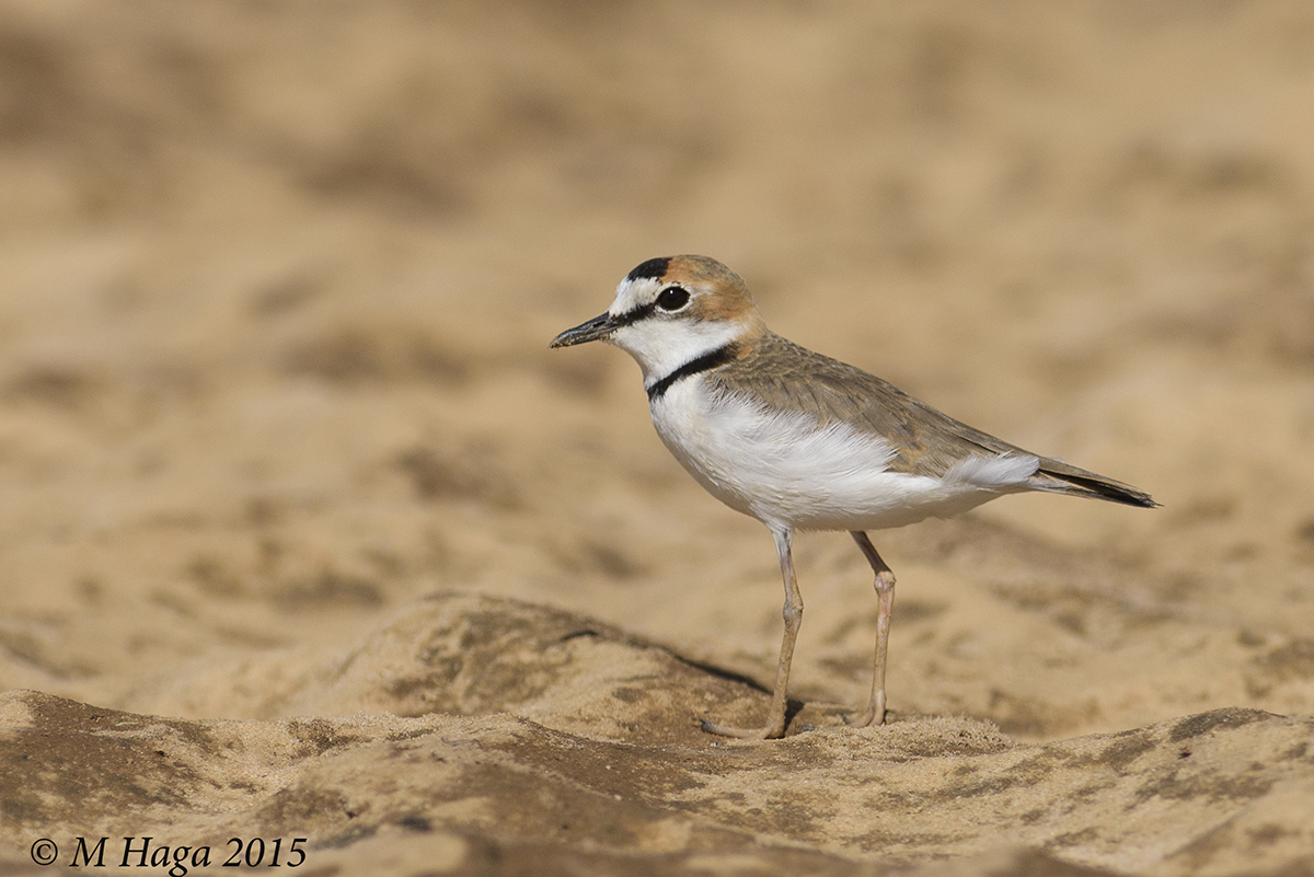 Collared Plover