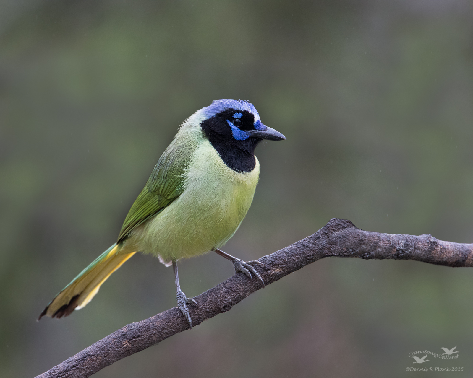 Green Jay