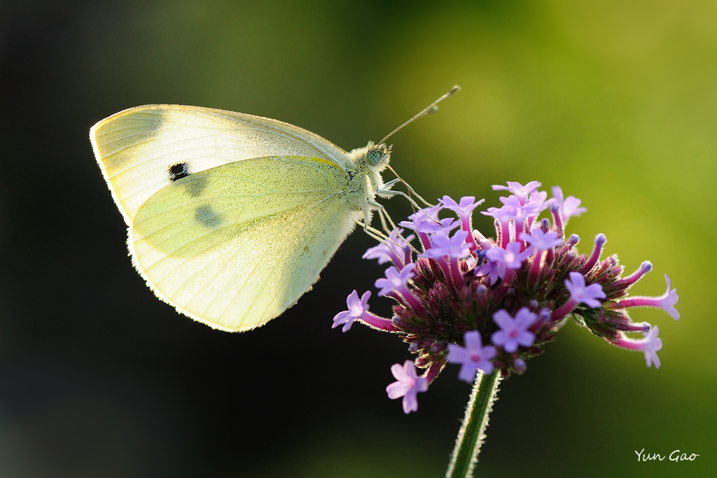 Cabbage White