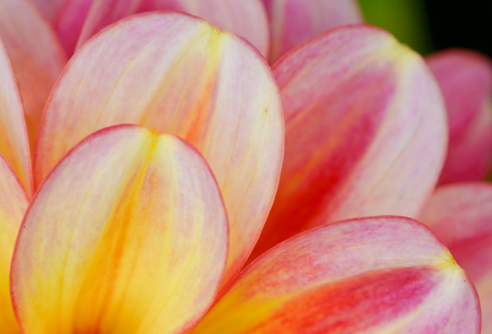 Dahlia  Curves& repost