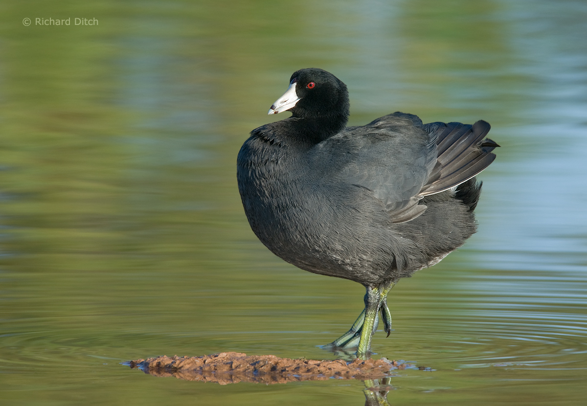American Coot