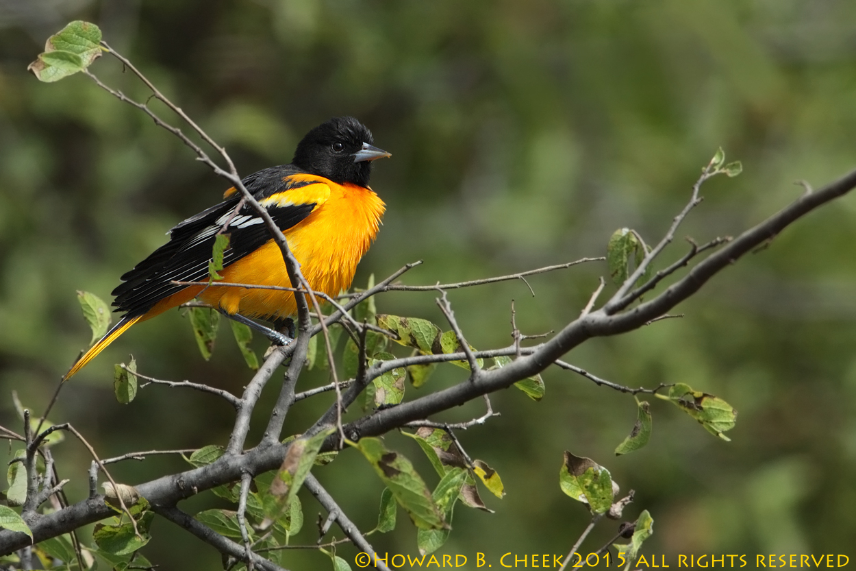 Baltimore Oriole