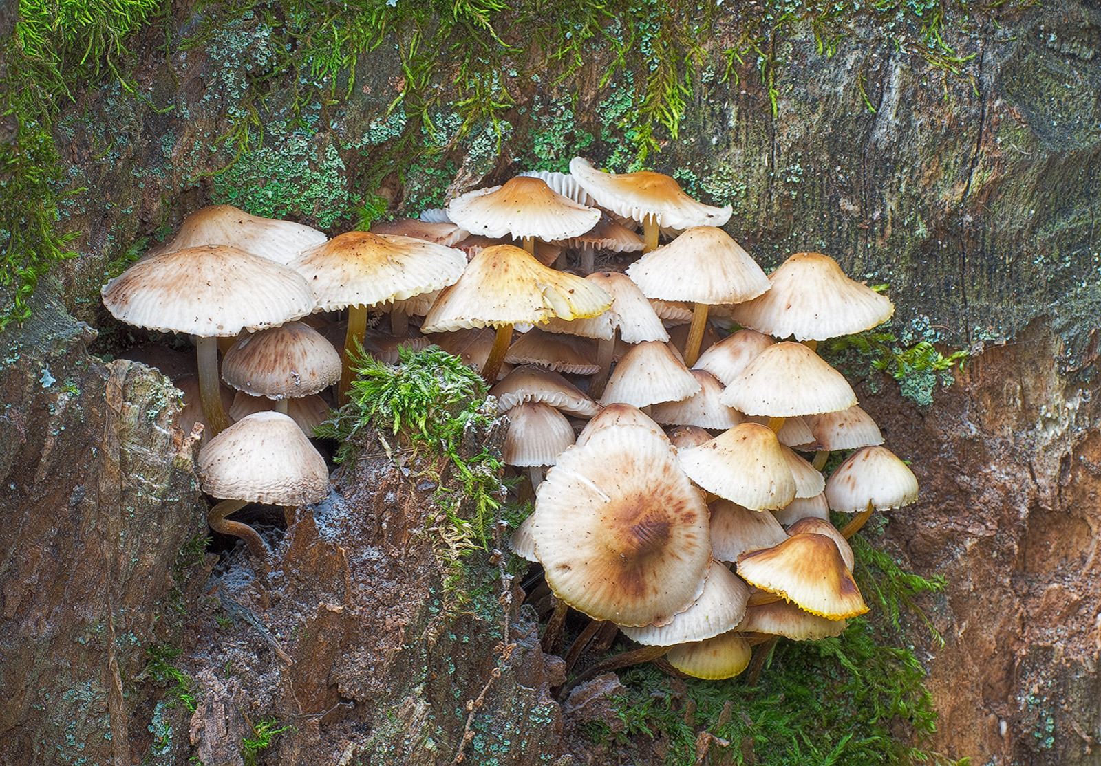 'Shroom-Scape + RePost