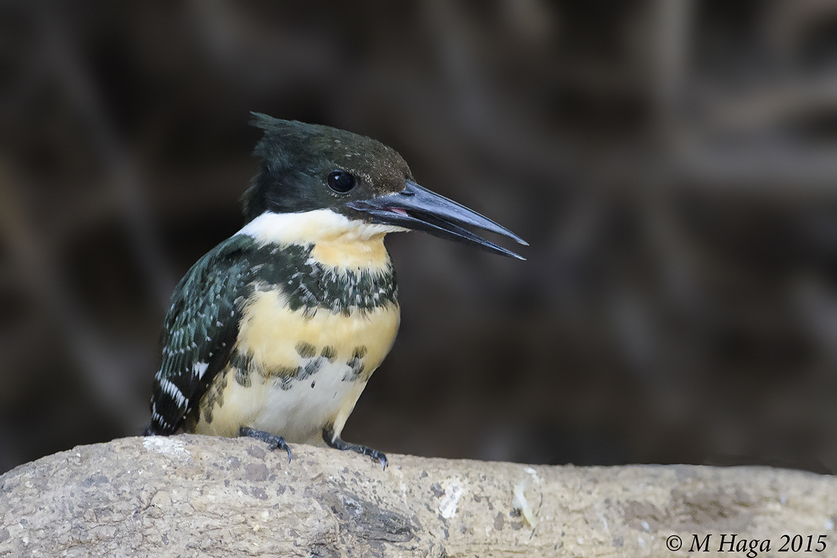 Green &Rufous Kingfisher