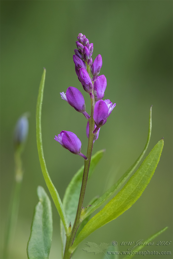 Racemed Milkwort