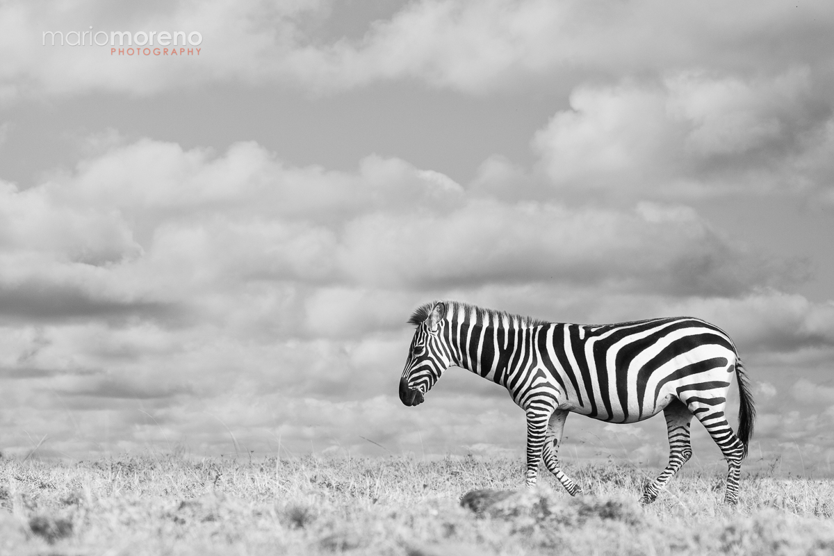 Just a Zebra . . . 