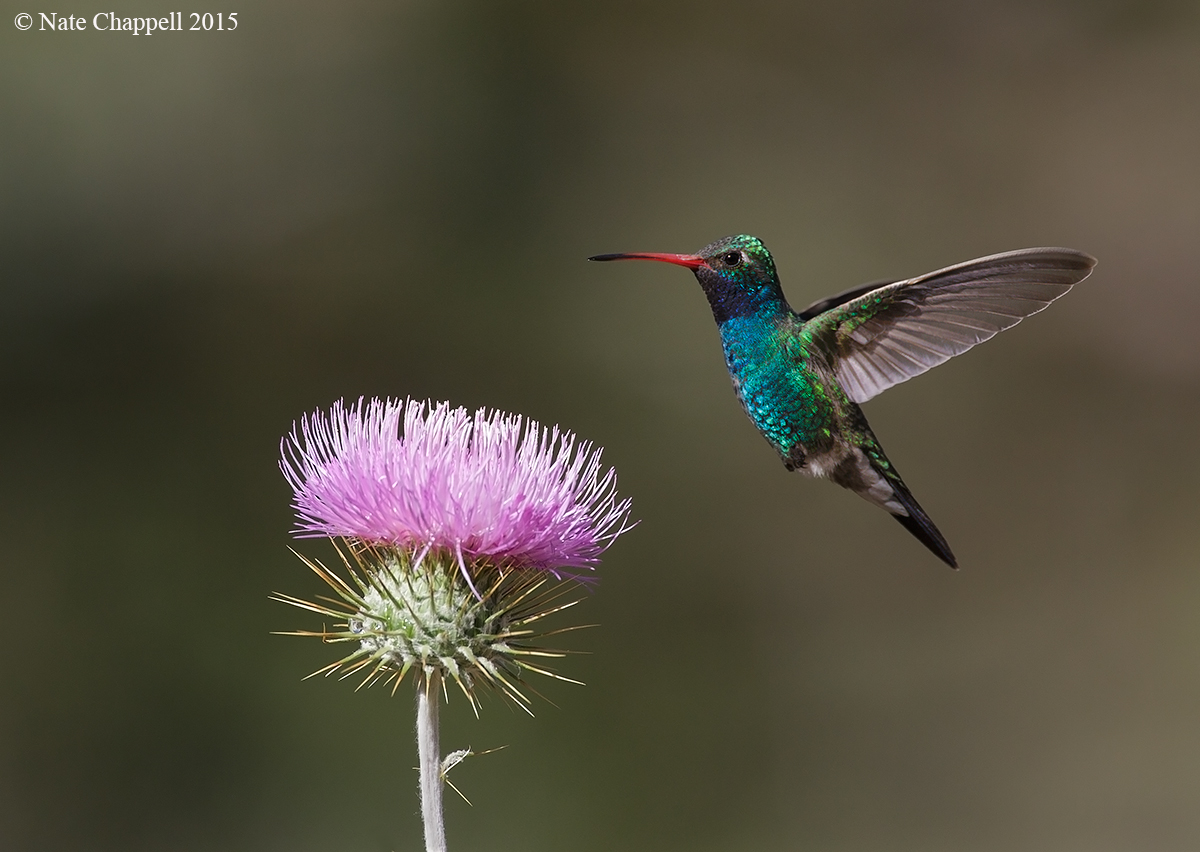 Broad-billed Hummingbird