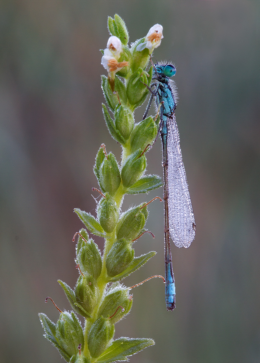 Blue tailed damselfly