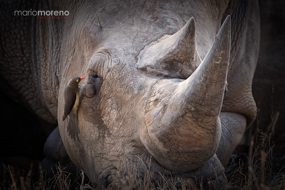 The Rhino & The Bird