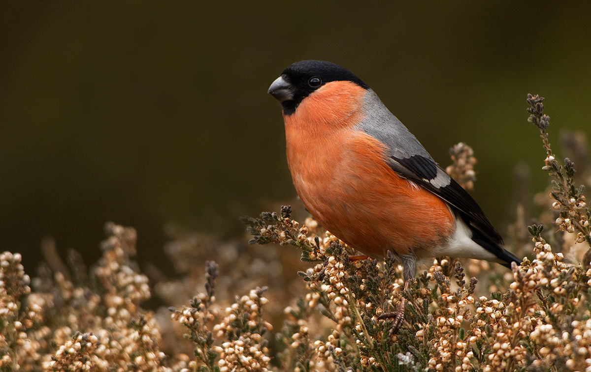 Bullfinch on heather