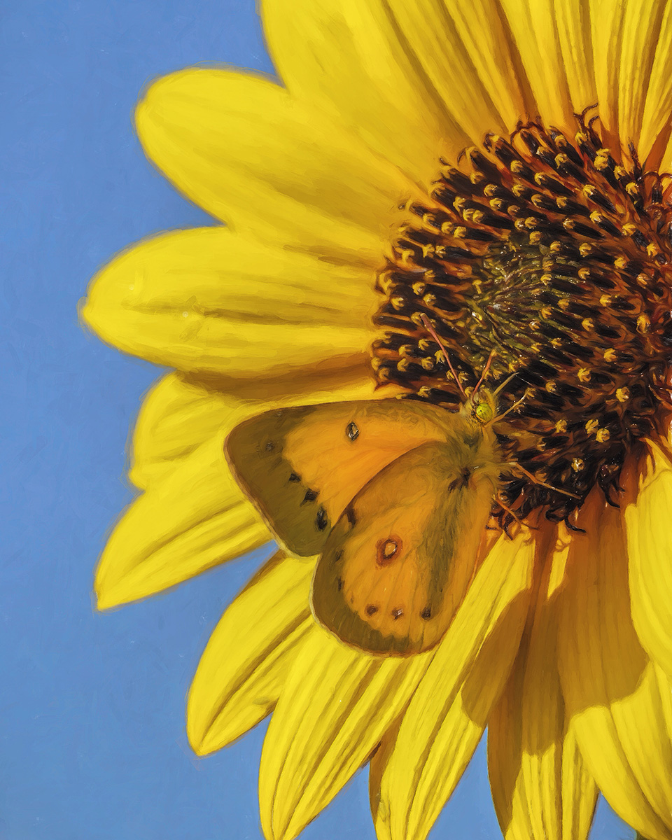 Butterfly and Sunflower