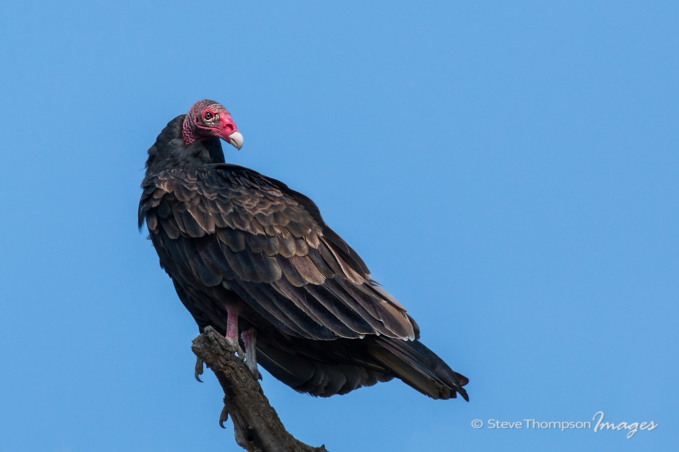Turkey Vulture