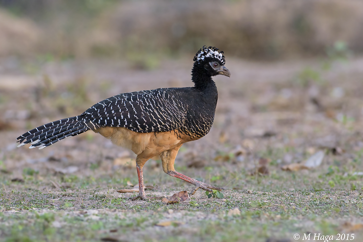 Bare-faced Curassow
