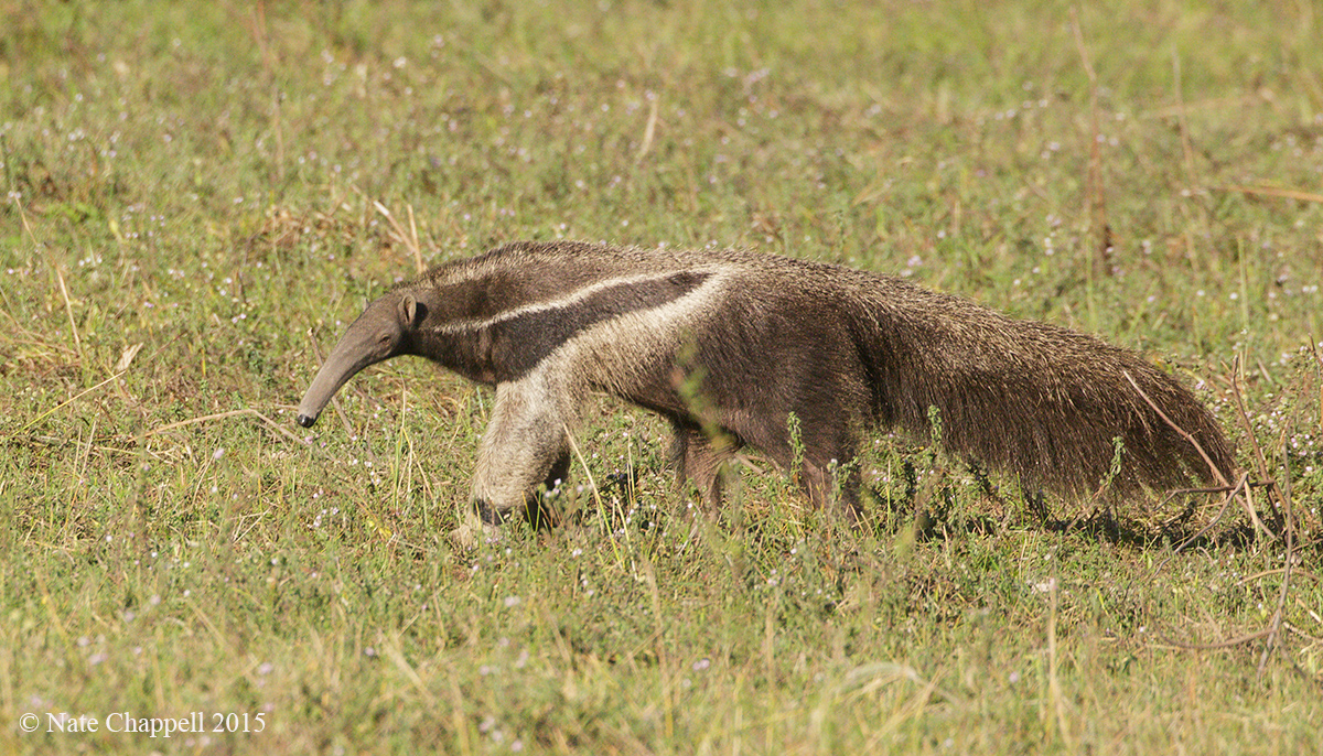 Giant Anteater