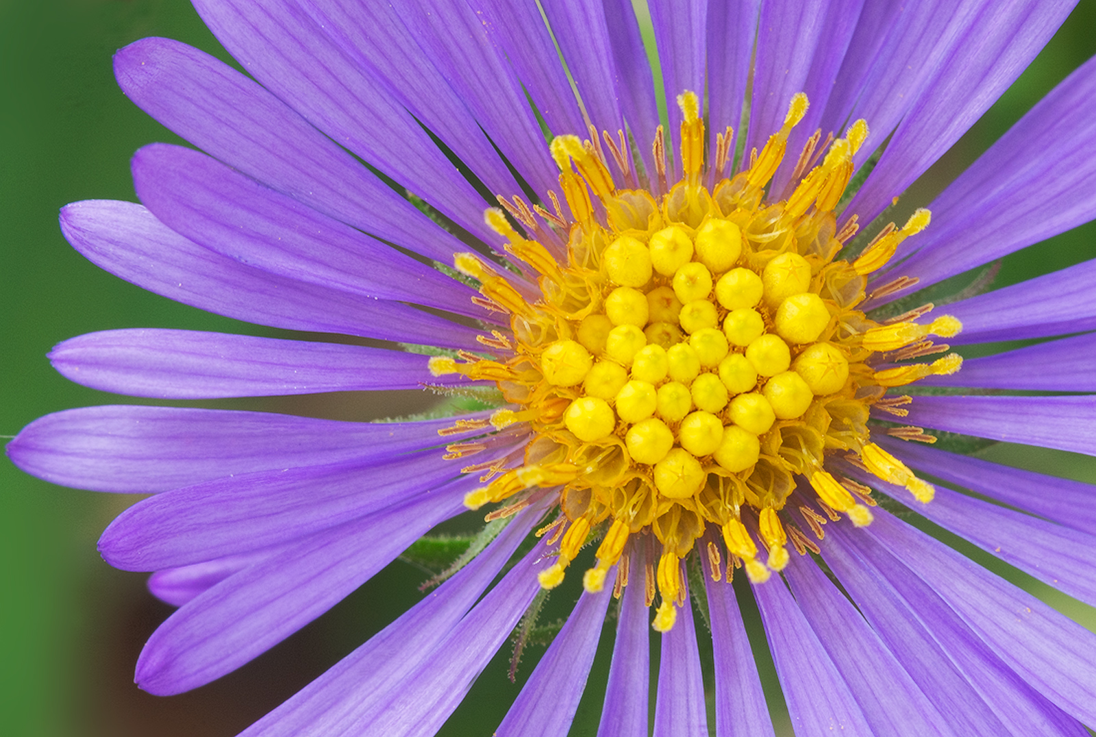 New England Aster