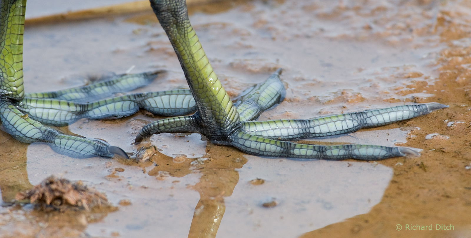 American Coot feet